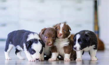 Integratori per cani